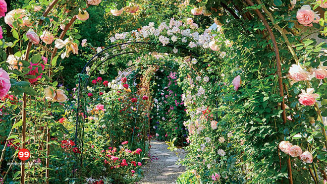 Rose And Jasmine Garden